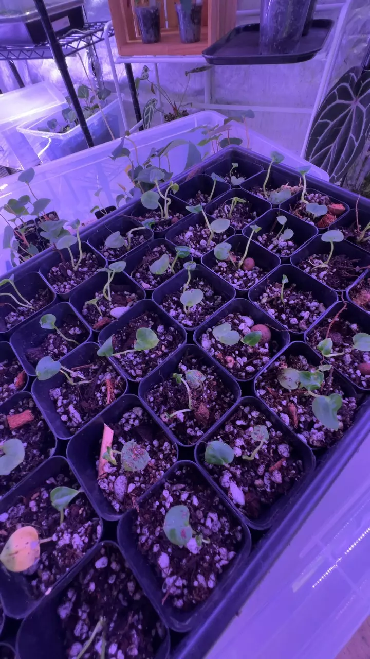 plant/Custom: FishLuck-0