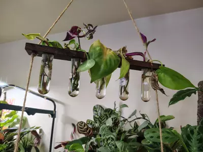 plant/Assorted vine props-0-thumbnail