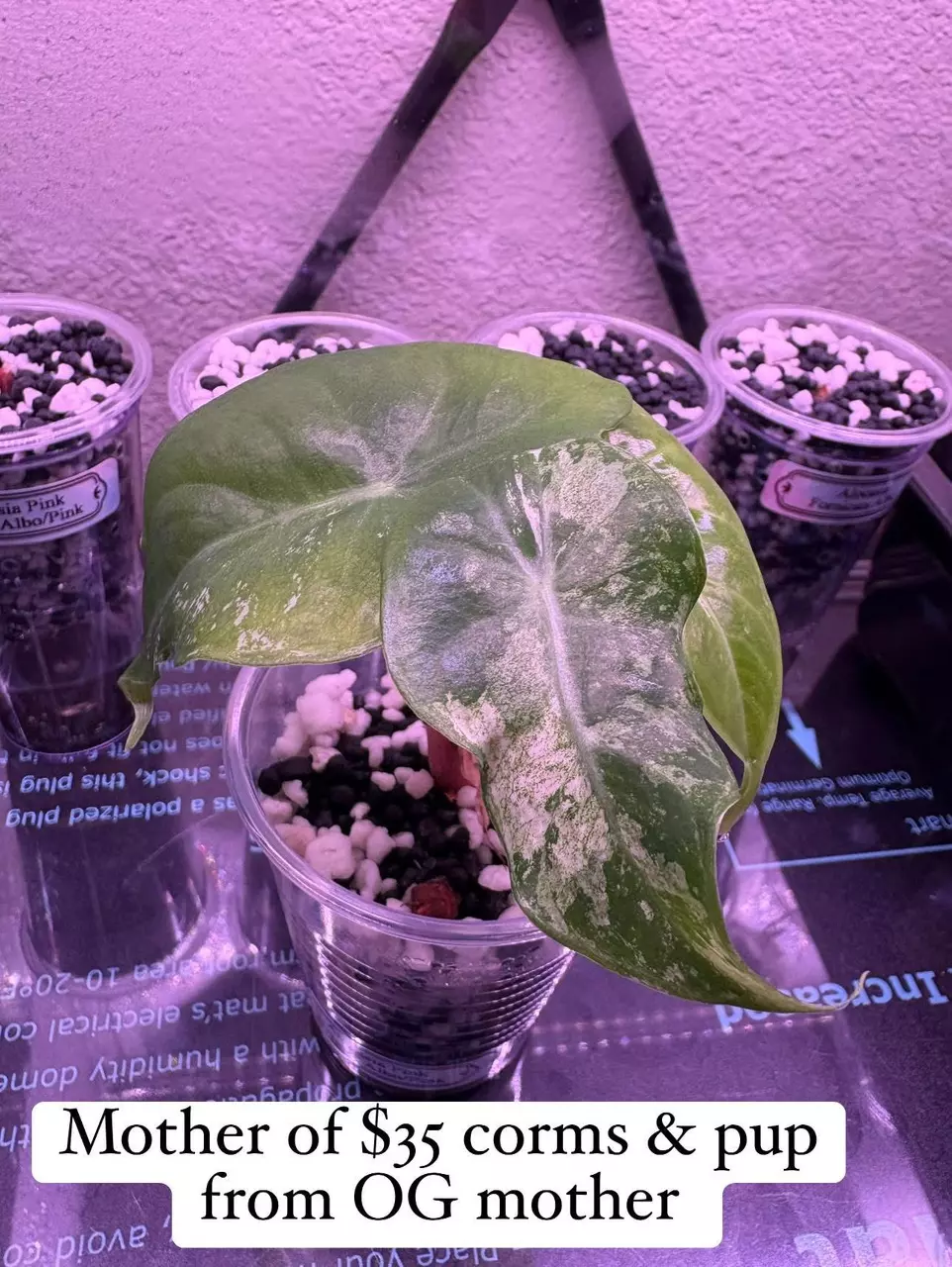 plant/Alocasia Pink Dragon Albo/Pink Variegated CORMS-0