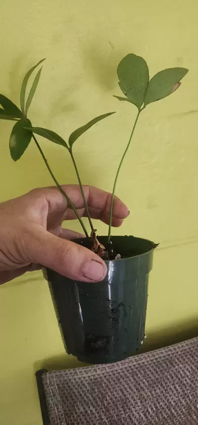 plant/Zamia furfuracea / Carboard Palm-2-thumbnail