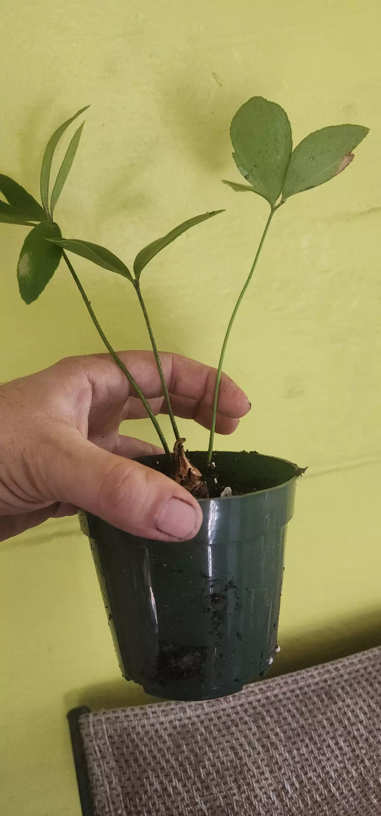 plant/Zamia furfuracea / Carboard Palm-1