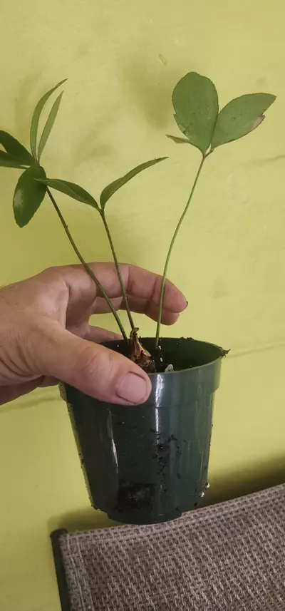 plant/Zamia furfuracea / Carboard Palm-1-thumbnail