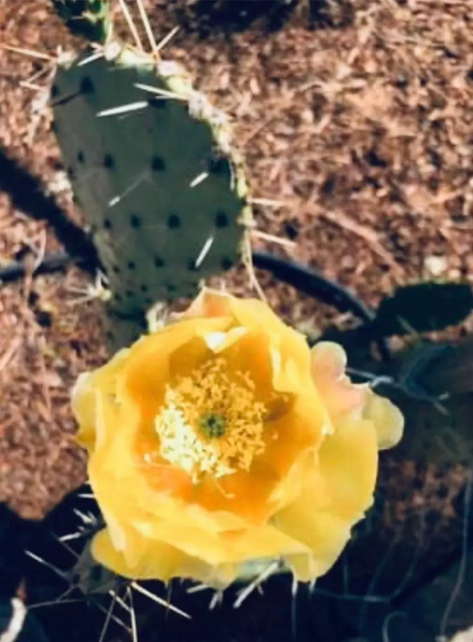 plant/6” Prickly Pear Cactus Cutting, Cold Hardy Opuntia Succulent-0