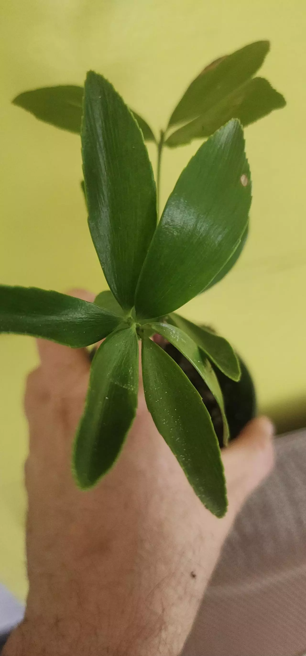 plant/Zamia furfuracea / Carboard Palm-0