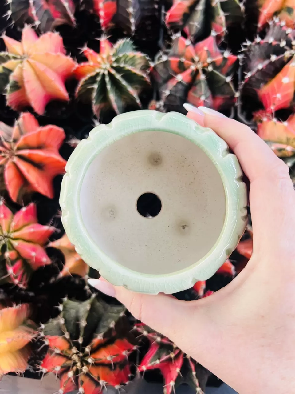 plant/A1 Pot Rock Glazed 2”-1