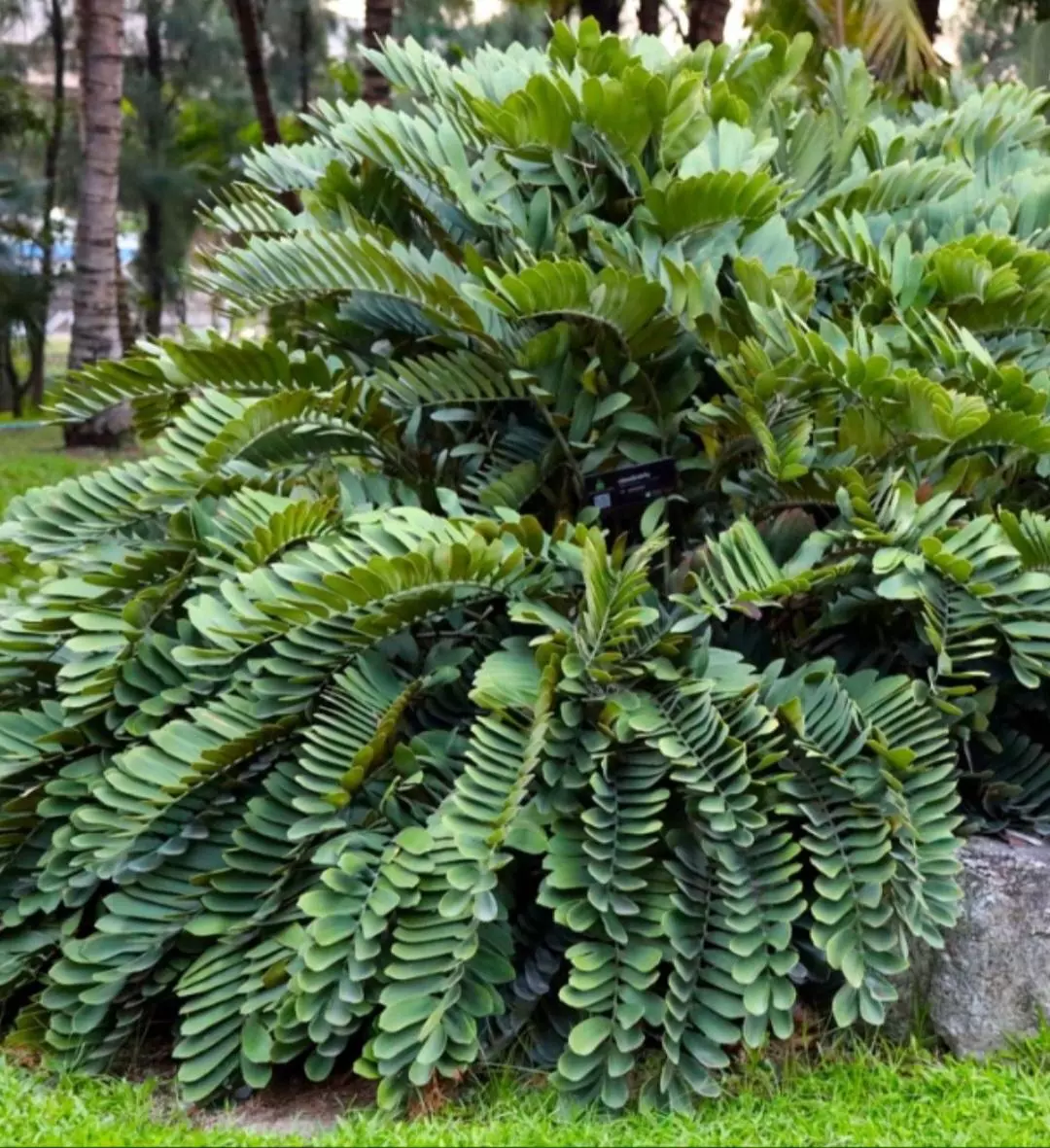 plant/Zamia furfuracea / Carboard Palm-3