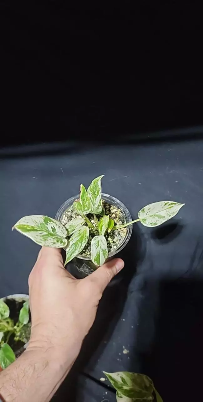 plant/Philodendron Emerald King-0