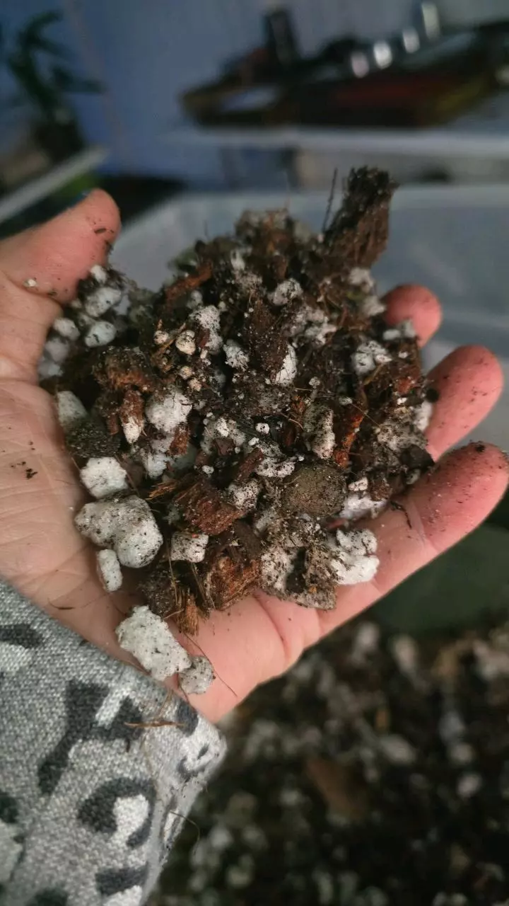 plant/MIX Chunky Mix 1x gallon-0