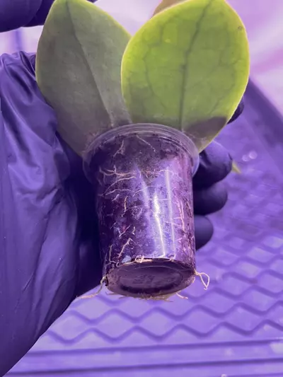 plant/Hoya peach Bellini (RHM 026)-1-thumbnail