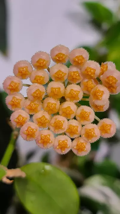 plant/UPS Overnight Shipping Upgrade-0-thumbnail