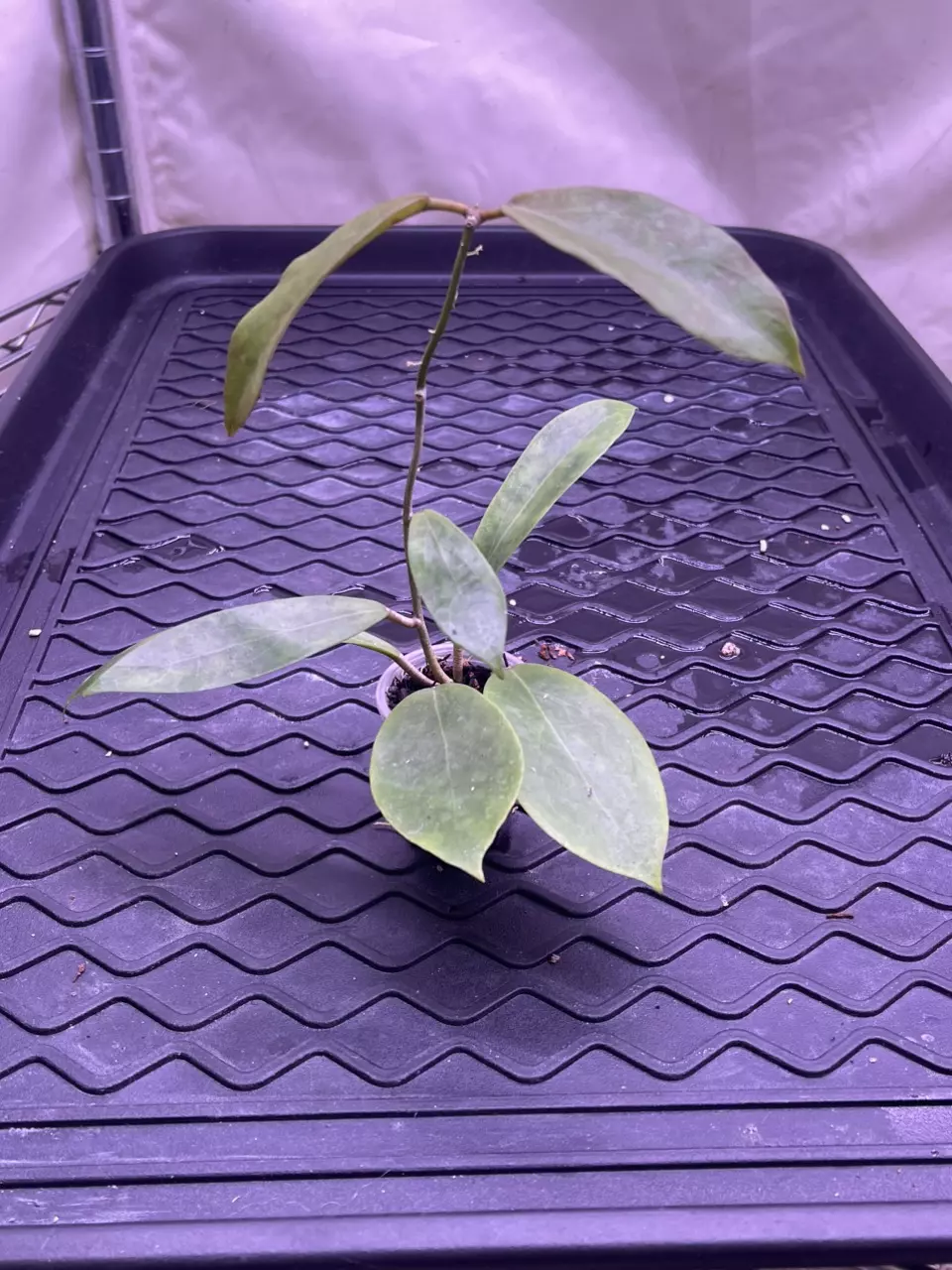 plant/Hoya peach Bellini (RHM 026)-0