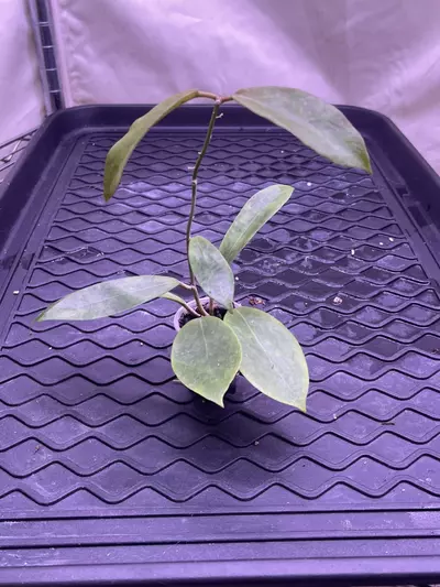 plant/Hoya peach Bellini (RHM 026)-0-thumbnail