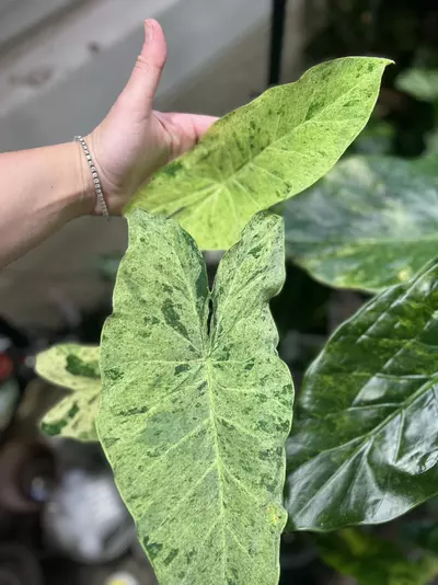 plant/Pink Kinnari Colocasia-2-thumbnail