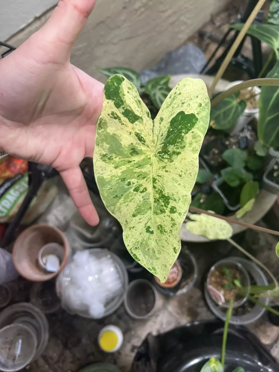 plant/Pink Kinnari Colocasia-4