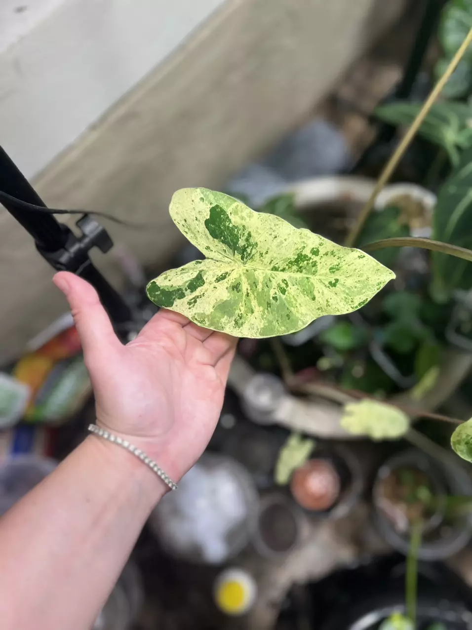 plant/Pink Kinnari Colocasia-1