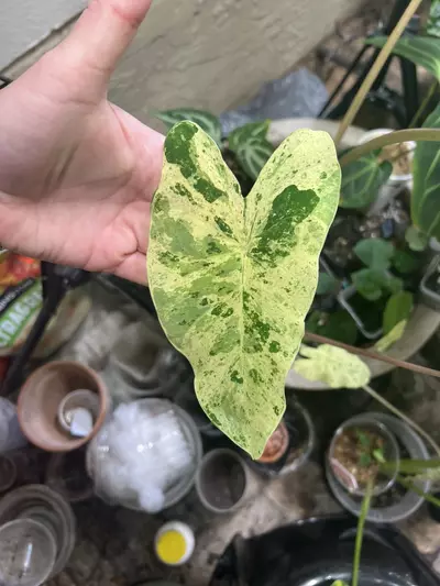 plant/Pink Kinnari Colocasia-3-thumbnail