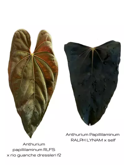 plant/(RLFS x Rio Guanche Dress f2) x Ralph Lynam self-0-thumbnail