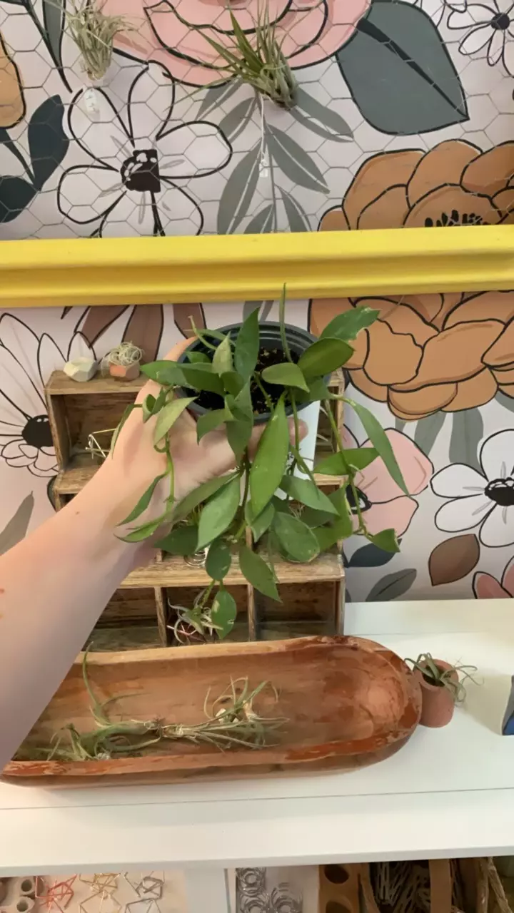 plant/1399 Hoya Lacunosa Mint LAST ONE-0