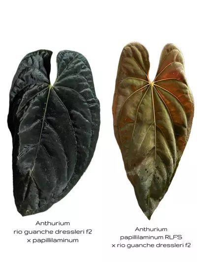 plant/(Rio Guanche Dress f2 x Pap) x (RLFS x Rio Guanche Dress f2)-0-thumbnail