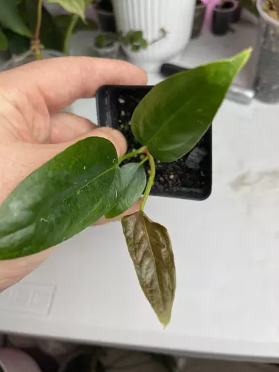 plant/Miss Universe-2-thumbnail