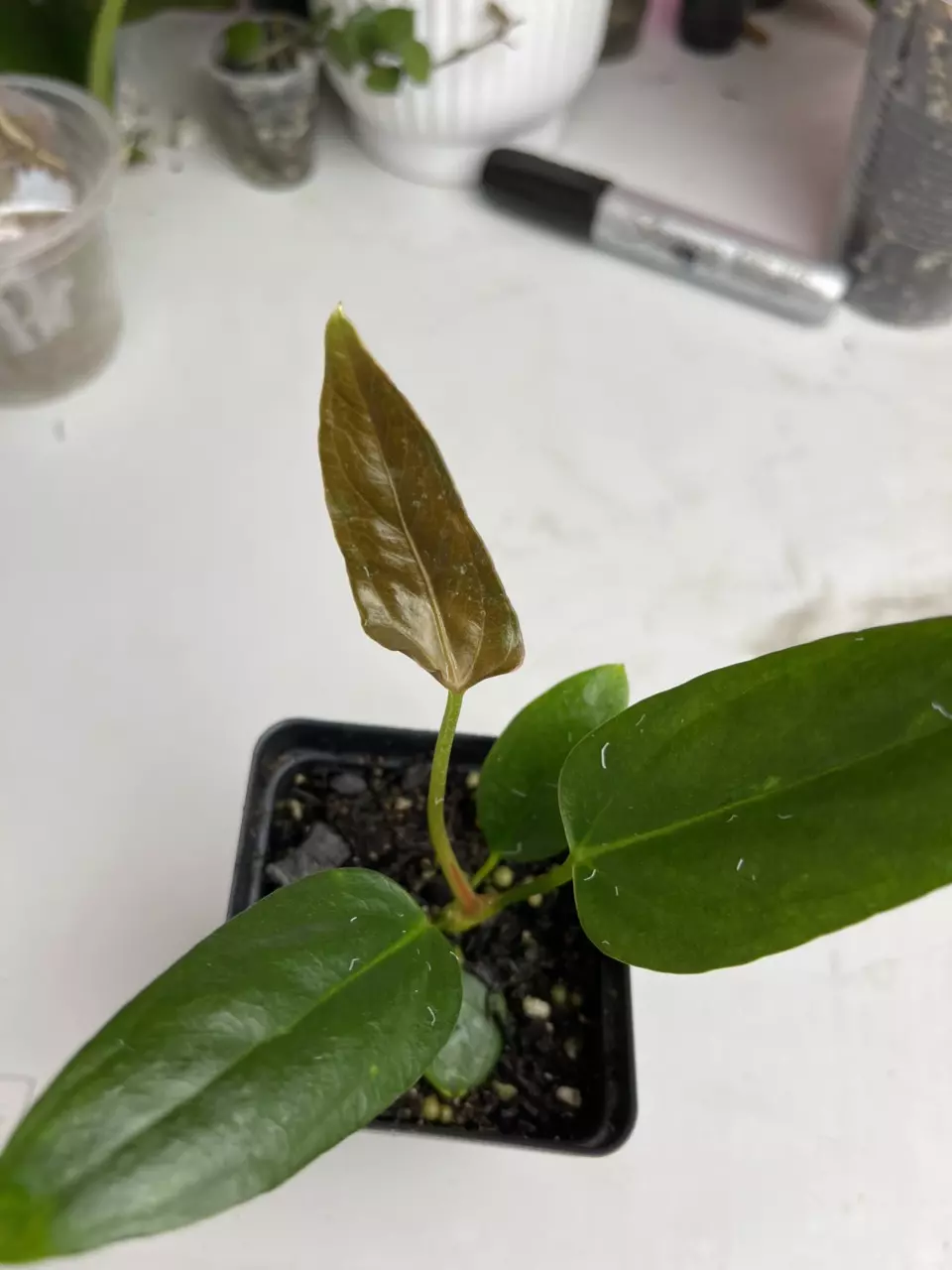 plant/Miss Universe-0