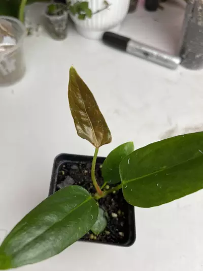 plant/Miss Universe-0-thumbnail