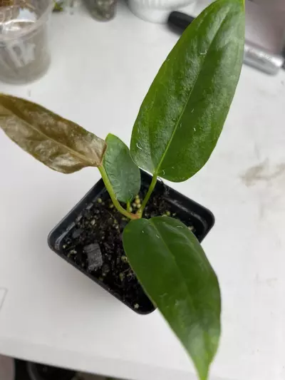 plant/Miss Universe-1-thumbnail