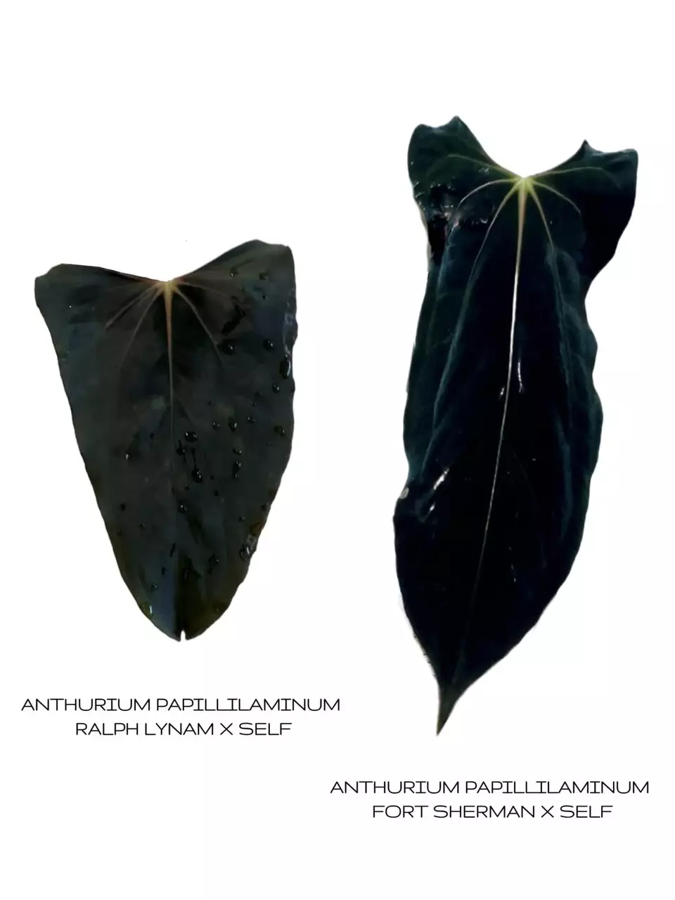 plant/Pure Pap Seedling! (RL self x FS Self)-0