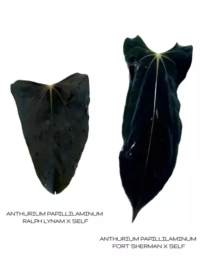 plant/Pure Pap Seedling! (RL self x FS Self)-0-thumbnail