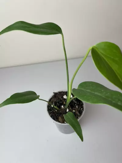 plant/Burle Marx flame-0-thumbnail