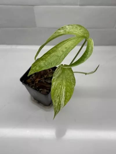 plant/Amydrium Zippelianum Variegated-2-thumbnail