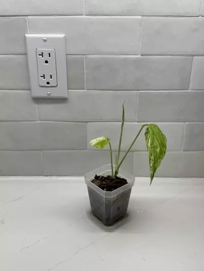 plant/Amydrium Zippelianum Variegated-5-thumbnail