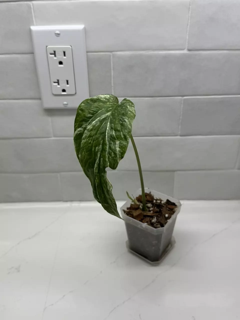 plant/Amydrium Zippelianum Variegated-7