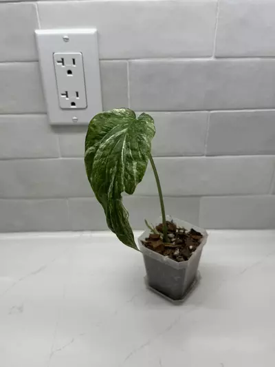 plant/Amydrium Zippelianum Variegated-7-thumbnail