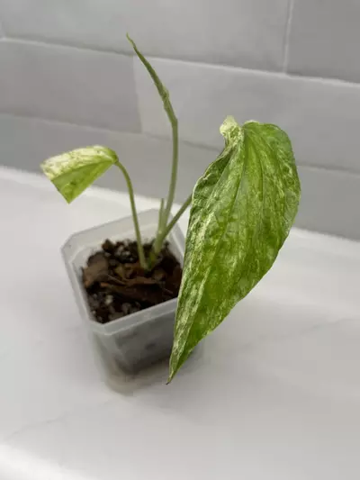 plant/Amydrium Zippelianum Variegated-4-thumbnail