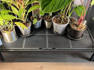 plant/Floor Protector for Rudsta Wide IKEA Greenhouse Cabinet-1-thumbnail