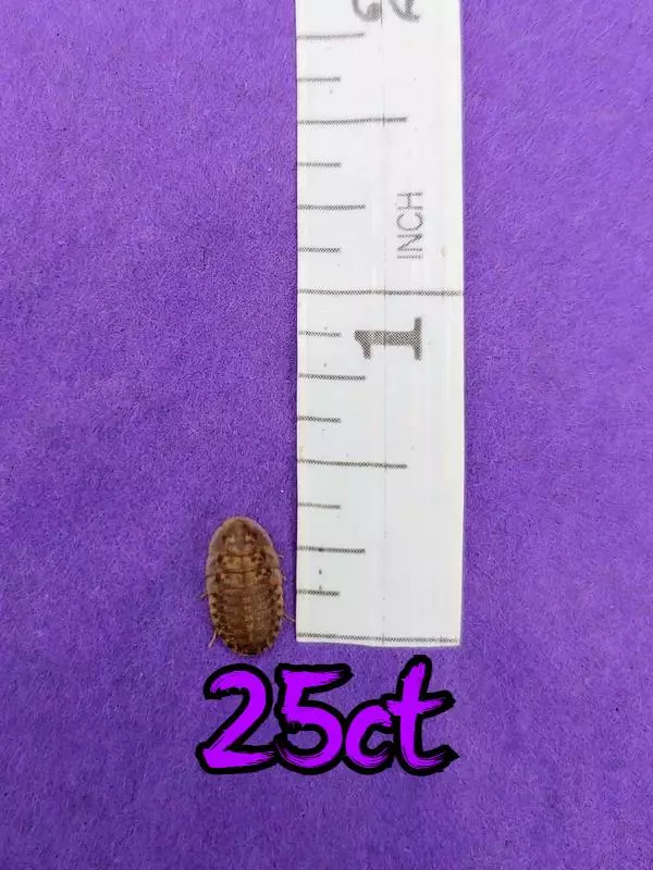 free_shipping/SHIPS WITH ANIMALS! 25ct 1/4" dubia roaches-0