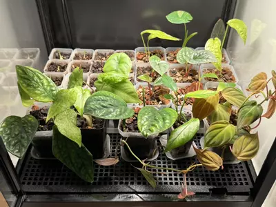 plant/Floor Protector for Rudsta Tall IKEA Greenhouse Cabinet-2-thumbnail