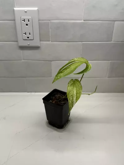 plant/Amydrium Zippelianum Variegated-3-thumbnail