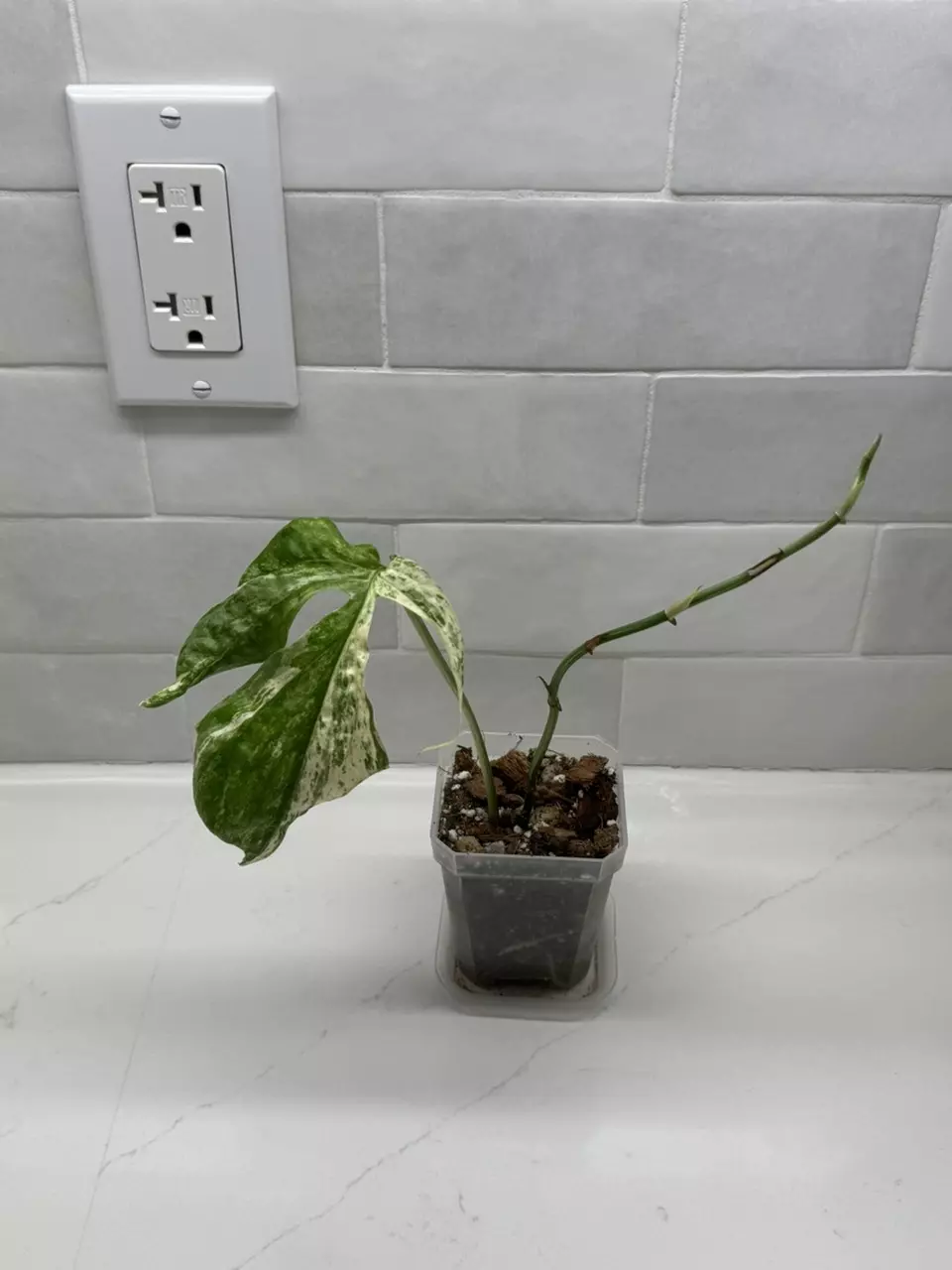 plant/Amydrium Zippelianum Variegated-1