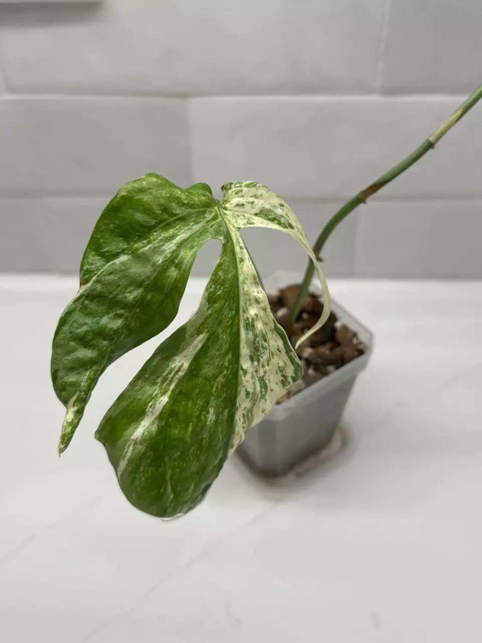 plant/Amydrium Zippelianum Variegated-0