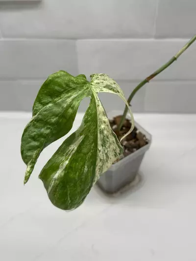 plant/Amydrium Zippelianum Variegated-0-thumbnail