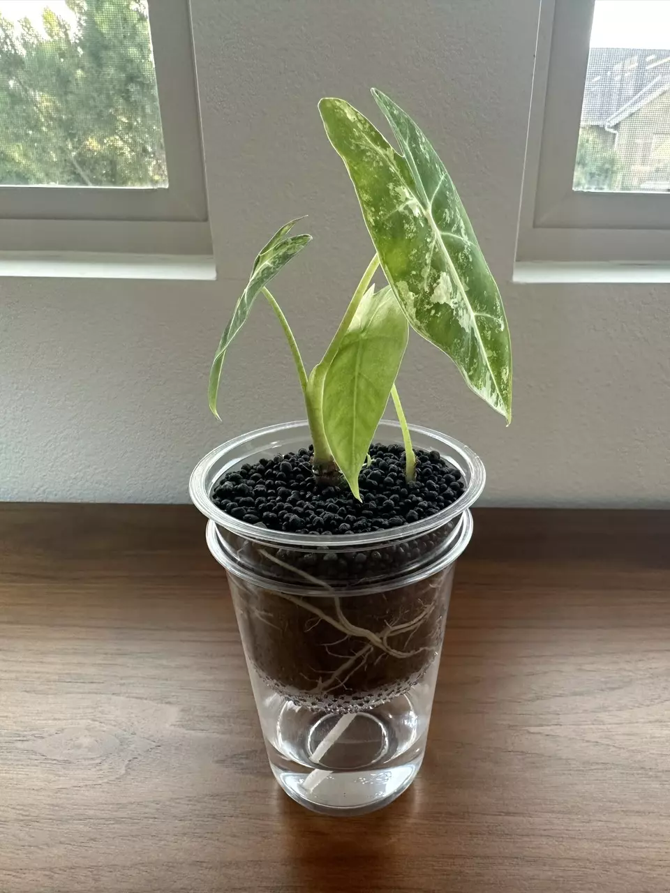 plant/3 Pack - Self Watering Reserve Pot (3.2 inch/12oz)-1