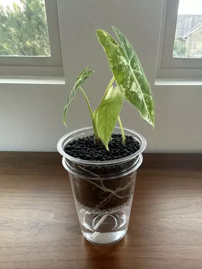 plant/3 Pack - Self Watering Reserve Pot (3.2 inch/12oz)-1-thumbnail