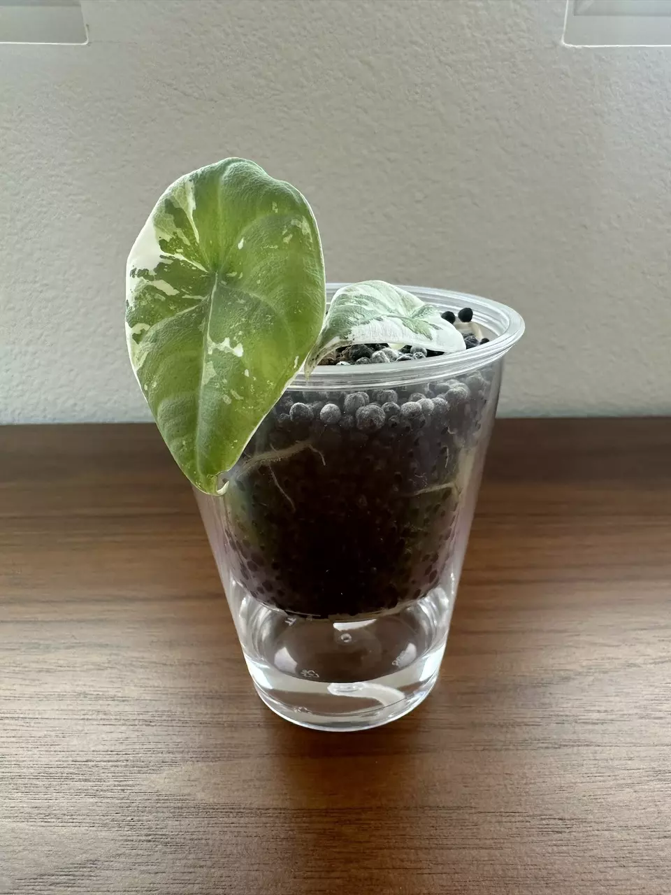 plant/Self Watering Reserve Pot (2.7 inch/5.5oz) - 3 Pack-1