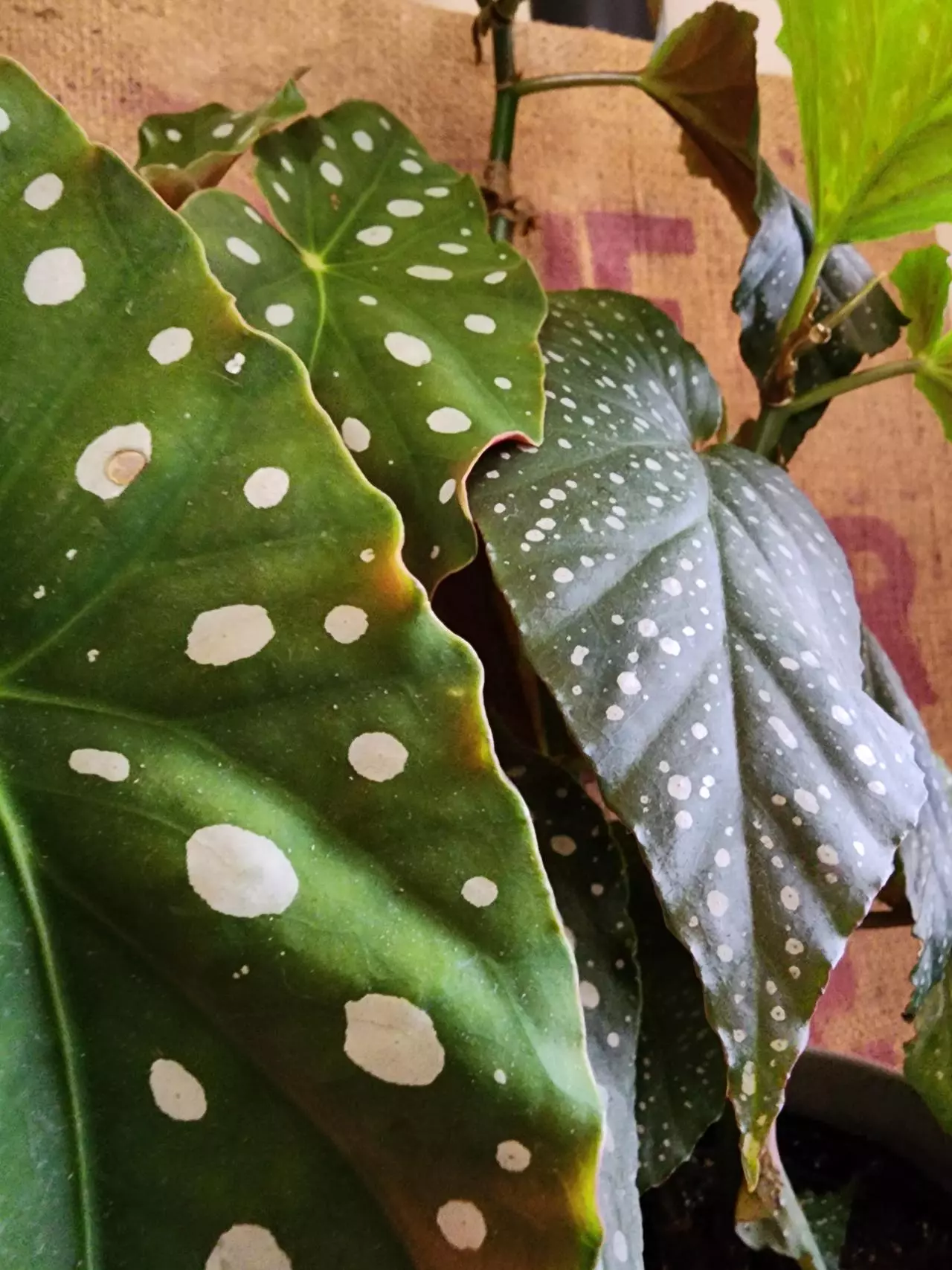 plant/Giveaway shipping-0