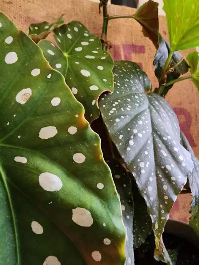 plant/Giveaway shipping-0-thumbnail