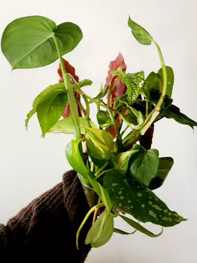 plant/Mystery Clippings-4-thumbnail