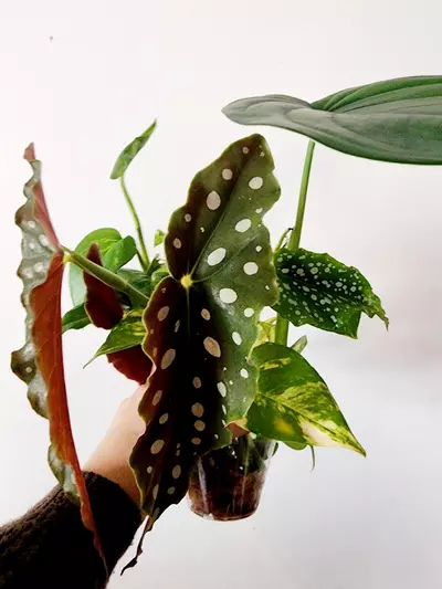 plant/Mystery Clippings-2-thumbnail