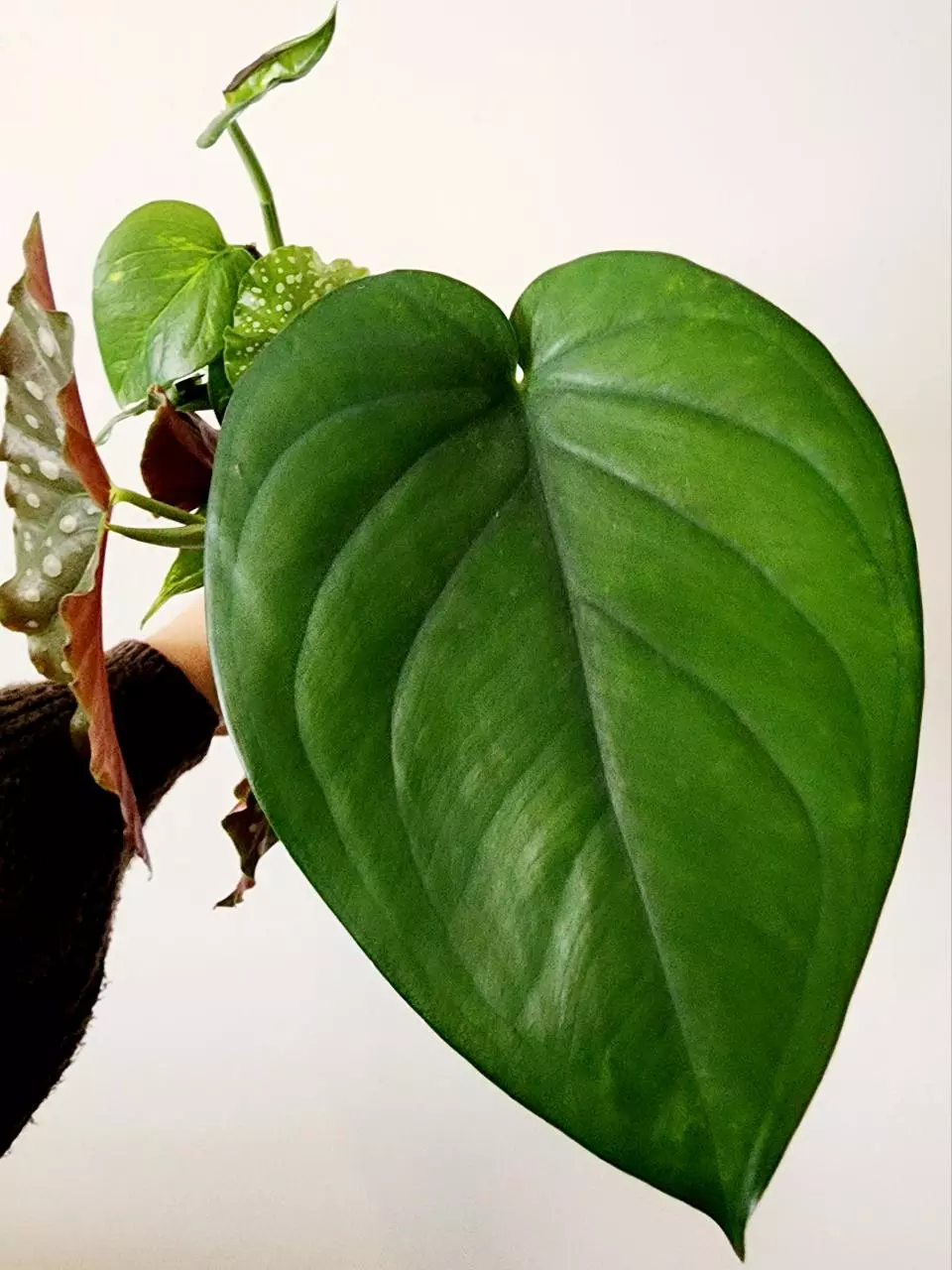 plant/Mystery Clippings-1